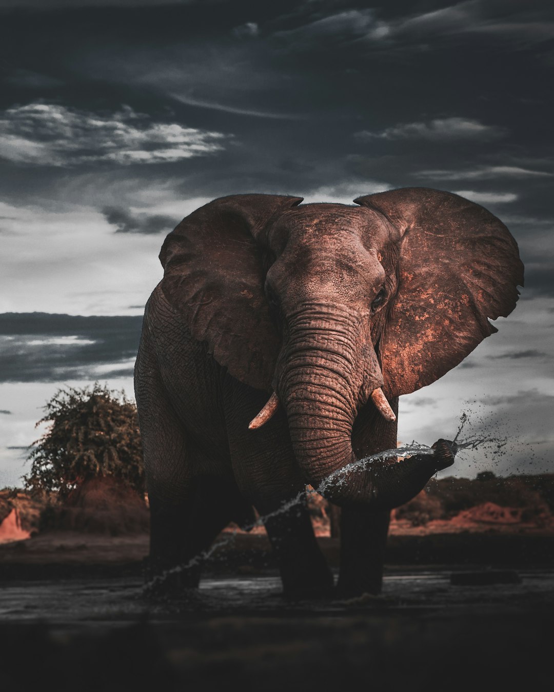 Taken in the wild from an underground hide in Botswana.